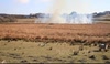 gorse fire on dartmoor national park near  new born lambs