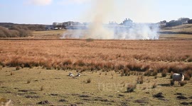 gorse fire on dartmoor national park near  new born lambs