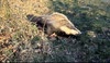 dead badger near cows and calfs dartmoor national park devon
