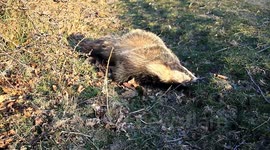 dead badger near cows and calfs dartmoor national park devon