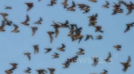 Mexican Free-Tailed Bats in Round Rock, TX