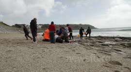 Pilot whale stranding 2