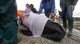 Pilot whale stranding 3