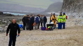falmouth pilot whale beaching, and interview with one of the persons that found the young whale