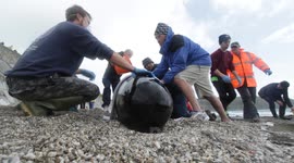 Pilot whale stranding 4
