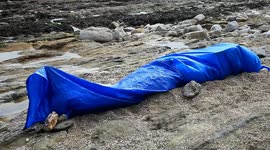 police and marine rescue watch over the corpse of the dead pilot whale falmouth