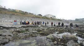 Pilot whale stranding 5
