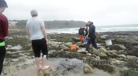 Pilot whale stranding 7