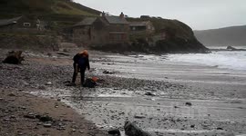 national trust ranger cleaning up rubbish and dead birds of wembrey beach