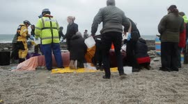 Pilot whale stranding 8