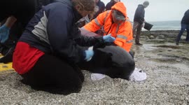 Pilot whale stranding 9