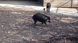 Visayan Warty Piglets at Newquay Zoo