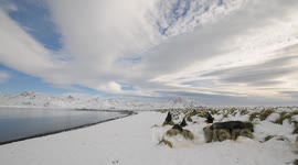 Fur Seals and Clouds in the snow time lapse