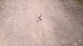 Snake on the Golf Course