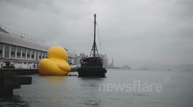 Rubber Duck HongKong standby