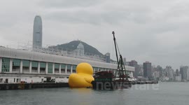 Rubber duck Standby
