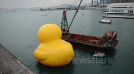 Rubber duck standby hongkong