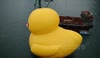 Rubber duck from sided