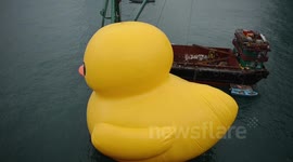 Rubber duck from sided