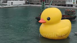 Rubber duck faceup