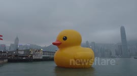 Rubber Duck Project HK 5 May TimeLapse