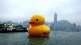 Rubber Duck in Hong Kong Timelapse