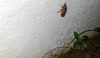 Cicada Emergence 2013 (Brood II) - Nymph Climbing Up Side of House - Close-Up - HD