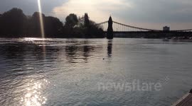 Seal in the Thames around Hammersmith, London