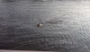 Seal hanging around Hammersmith, London