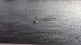 Seal hanging around Hammersmith, London
