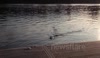 Seal in the Thames near Hammersmith