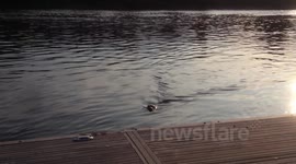 Seal in the Thames near Hammersmith