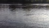 Seal far up the Thames (Hammersmith)