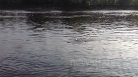 Seal far up the Thames (Hammersmith)
