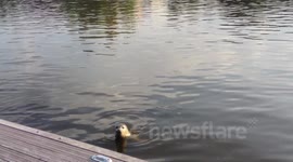 Seal far up the Thames (Hammersmith)