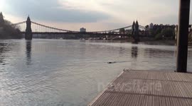 Seal in the thames, very far up at Hammersmith!