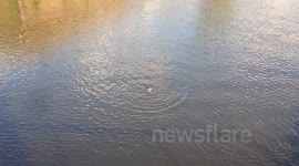 Seal at Hammersmith in the Thames