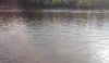 Seal swimming around Hammersmith