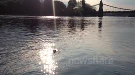 Seal swimming around Hammersmith