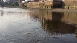 Sammy the seal in the Thames!