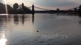 Another video of Seal in the Thames 4