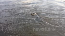 Another video of Seal in the Thames 1