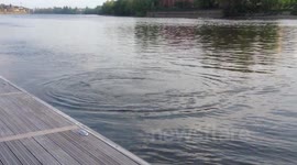 Another video of Seal in the Thames 3