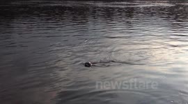 Another video of Seal in the Thames 2