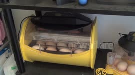 Une aventure d'oeuf, de poule et de poussins qui se retrouvent !
