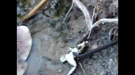 Змея уж захватила большую лягушку