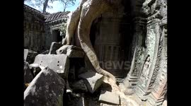 famous trees in Angkor Wat temples