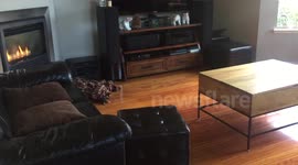 Puppy crashes into the couch and pretends it was intentional