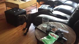 Puppy just can't get off the couch