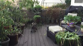 Puppy is scared of a pot plant